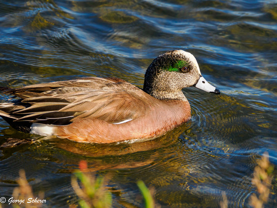 Close up photo of an american wigeon duck, with green feathers around its eyes, a white bill, and tan feathers on its body.  The bird is floating on the waters of the estuary.