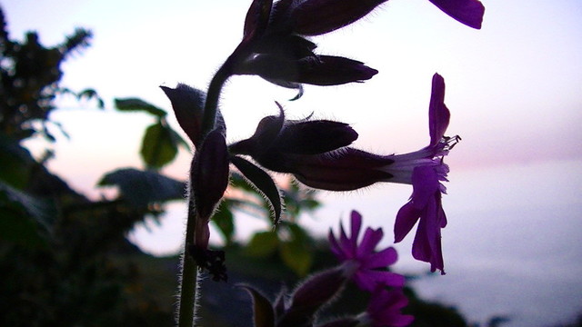 possibly red campion - a pink wild flower side on, hairy stalks, looking dark against purple-blue sky and sea