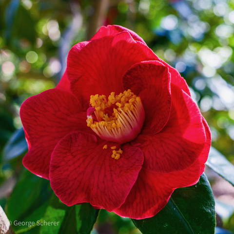 Close-up of a common camellia flower, with bright red petals and a yellow center.  The petals have darker red veins.  The background is out of focus green foliage.  