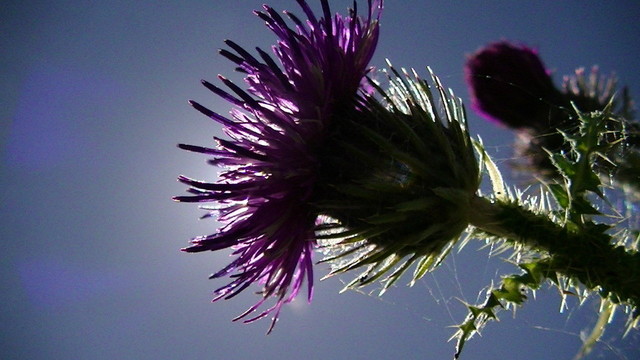 a thistle flower eclipsing the sun