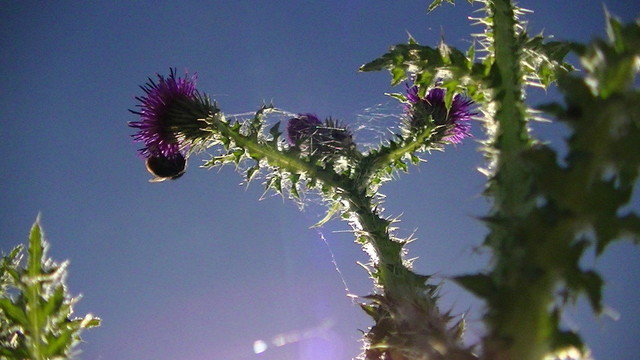 a thistle looking up from low down the stem. there is a bumble bee on one of the flowers