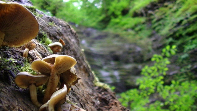 some yellow ochre coloured mushrooms growing out of rotting and partially moss covered wood on the left, with just a trickle of a mossy waterfall in the blurry background on the right  