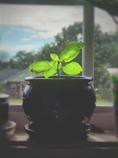 A small basil plant in a glossy blue vase on a window sill. The light from the window behind it makes the green leaves glow.