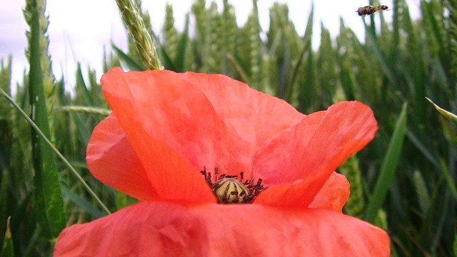 close up of a red poppy with green wheat in the background and a hover fly, top right, hovering