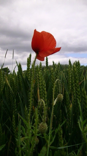 a red poppy plant with one flower and some closed buts in front of weat