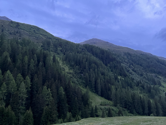 Mountainside, pine trees, evening clouds 