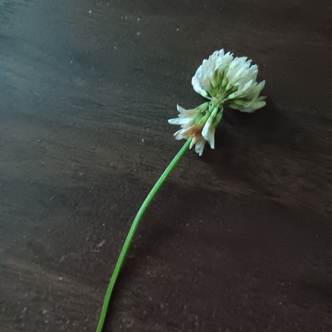 mysterious plant
