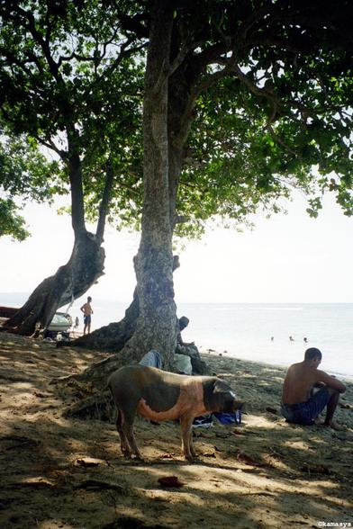 Baracoa – Bahía de Yumurí - varken op het strand // cerdo en la playa // pig on the beach