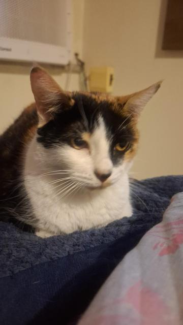 Gatinha tricolor confortavelmente deitada em um cobertor azul fofinho, em uma cama. A imagem está focada no rosto dela, dando destaque aos olhos cor de mel.