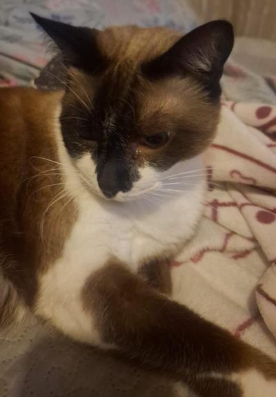 Grande gato cialata, deitado com ar preguiçoso e entediado em cima de algum tipo de cobertor em cima de uma cama.