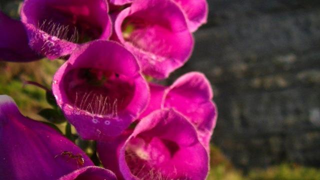 some pink foxgloves close up. looking up inside. three flowers, eyes, mouth. and ant.