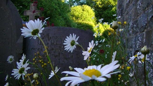 ox-eye daisies and other wild flowers in a shady part of a graveyard next to a north wall of a church