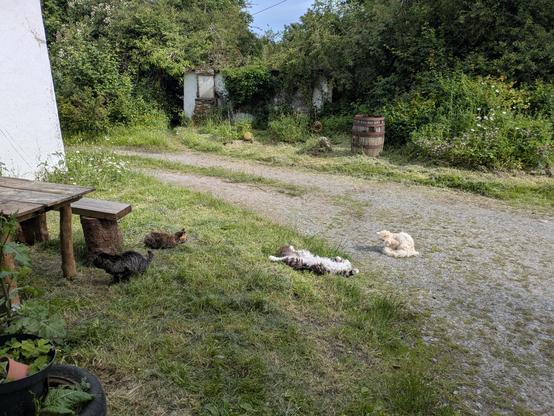 4 cats lolling on the ground