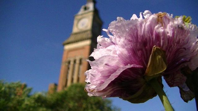 a multi petal opium poppy with a blurry clock tower in the background