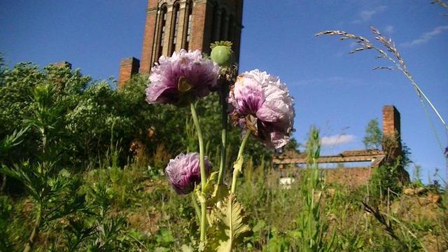a multi petal opium poppy plant with some derelict mental hospital in the background