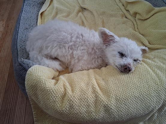 A small white fluffy dog with oversized ears fast asleep on a dog bed. Her eyes are tightly closed and she is breathing softly.