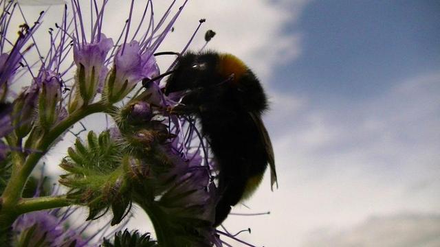 a big bumble bee against the sky on a pale purple wild flower i cannot ID. bell like flowers with very long stamens.