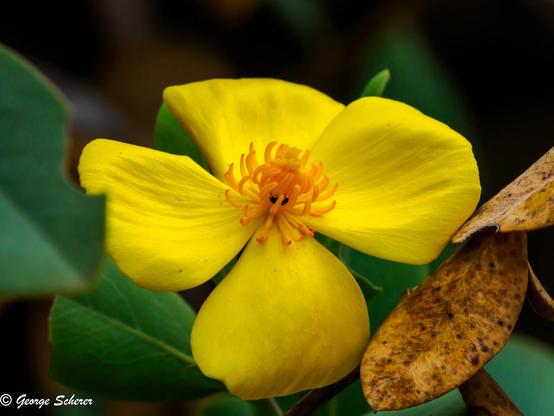 Close-up of a yellow bush-poppy.  The flower has 4 large bright yellow petals, surrounding orange filaments coming out of the center of the flower.  