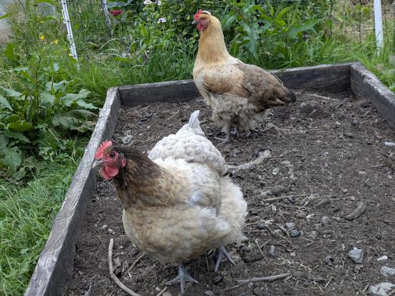 2 chickens eyeing you suspiciously