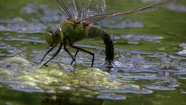 a green emperor dragonfly laying eggs on some weed in a lake