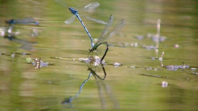 three damselflies two are pairing as the female lays eggs