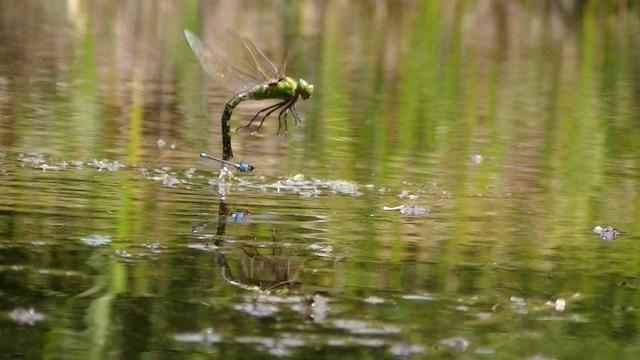 the green emperor laying eggs with a common blue damselfly flying past.
i will spam some more snaps later........