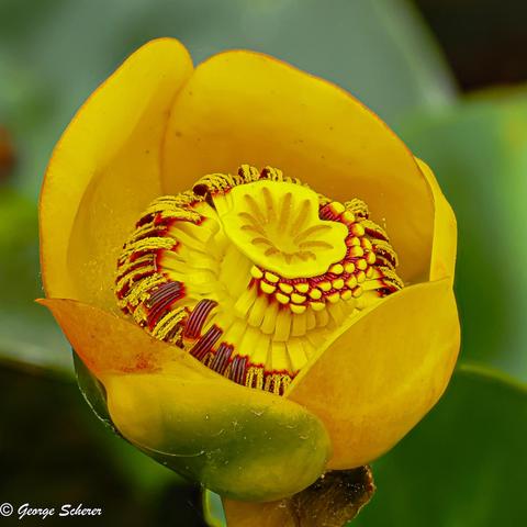 Close-up of a partially-open yellow pond lily flower, with bright yellow petals, and rows of red and yellow anthers surrounding a large, central yellow stigma.  