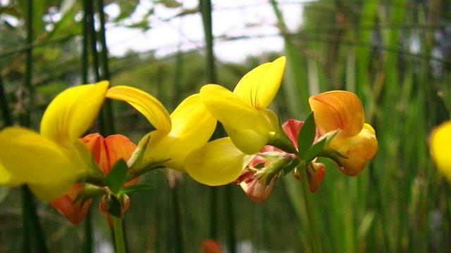 yellow-red wild flowers with rushes and water in background. some of the yellow petals have red veins. the flower heads are radial.