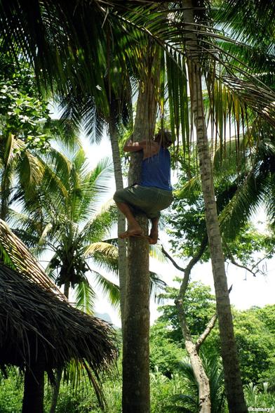Cuba - Baracoa – Playa Duaba - cultivador de cocos // kokosboer // coconut farmer