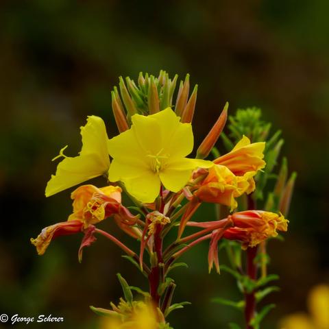A bright yellow primrose plant, seen from the side, surrounded by green foliage and orange partially open primrose flowers