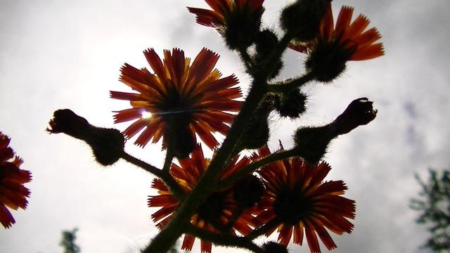 looking up at the sun shining through a gap in the clouds, through a gap between the petals of an orange flower, on a prickly stem of many flowers and buds.