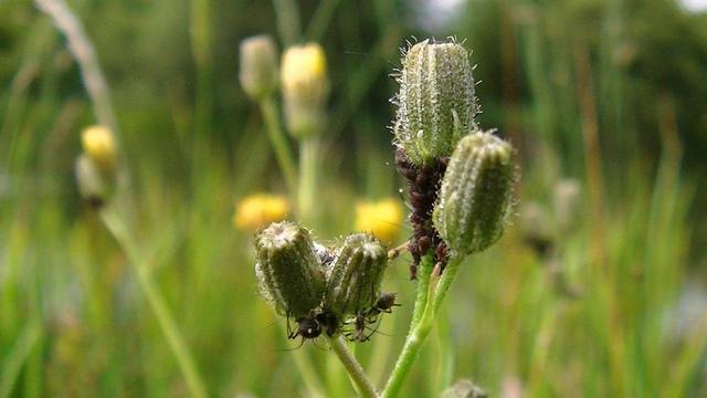 lots of aphids, some of them winged, under yellow wildflower buds.

 i was gonna do a hash tag doorsday with a photo from over a month ago but its a bit meh. maybe i will or maybe next week. well anyway it toot this instead... for now