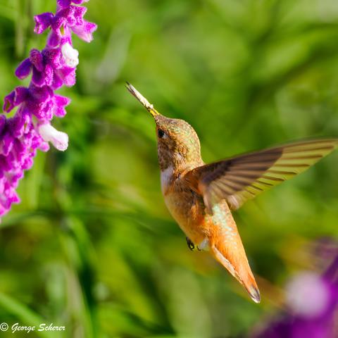 A hummingbird, with reddish orange body and green highlights, is flying up to a branch covered in purple and white mexican sage flowers.