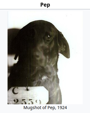 pep's mugshot. Labrador retriever