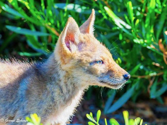 Close-up photo of a young coyote, with gray and tan fur, facing to the right, against a background of out-of-focus green foliage.  