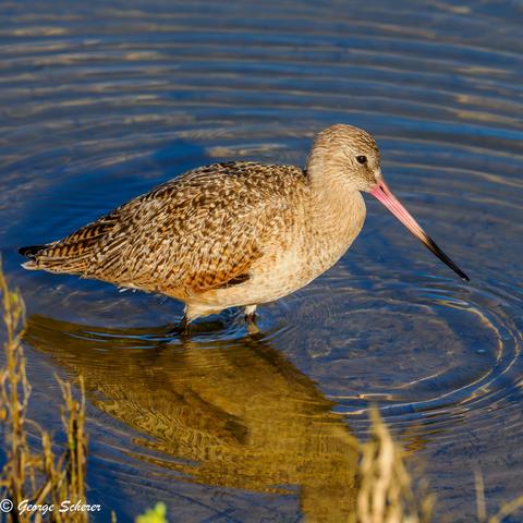 A marbled godwit, with tan feathers, is wading in the water next to the shore.  The bird has beak that is black at the end.  The bird's reflection is visible in the water.