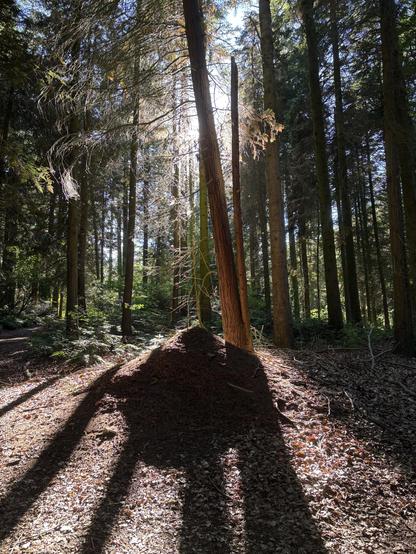 A clearing in a forest with sun beaming through treetops. The trees are somewhat thinly coated and cast long shadows on the leafy, brown ground. The sky is a cool afternoon blue. 
