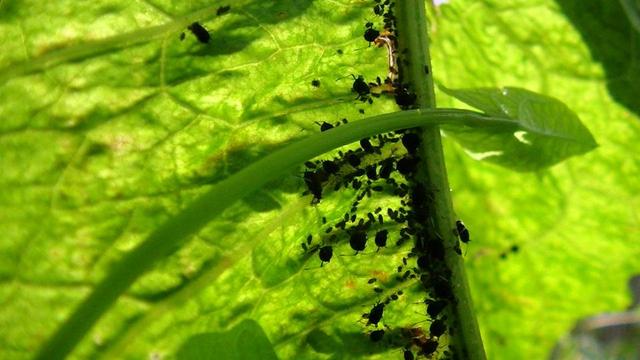 a dock leaf with aphids and a bind weed shoot with sunlight shining through
