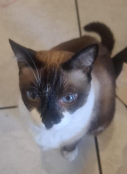 Belo gato sialata olhando quase diretamente para a câmera.