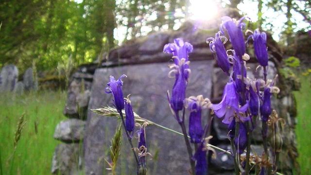 some sort of purple bell flower - wild flowers in front of a gravestone, sun rays from top of gravestone.