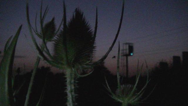 some teasels at night with the railway, overhead line and green signal in the background.