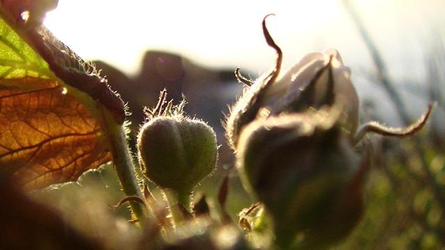 close up wildflower buds in the sun