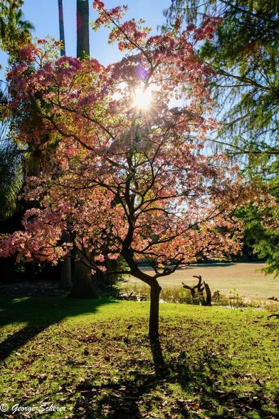 A small , spindly tree covered in tiny pink flowers stands between other trees next to a lake.  The afternoon sun is shining between the branches of the tree.