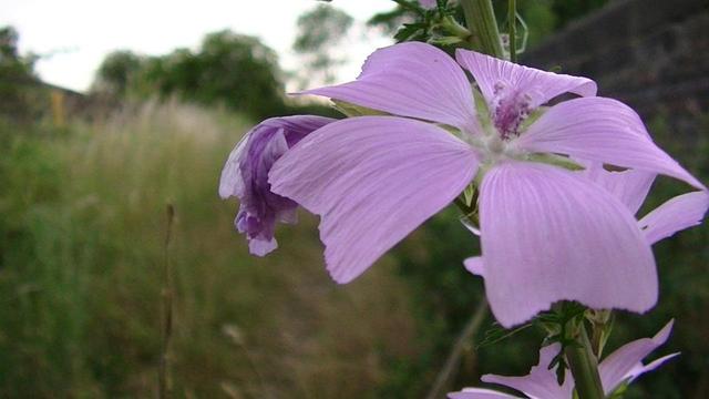 a pink 5 petal wildflower on an overgrown footpath over a disused victorian bridge