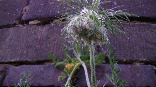 a white wildflower at dusk in front of a victorian bridge wall with a yellow wild flower growing out from where the mortar should be
