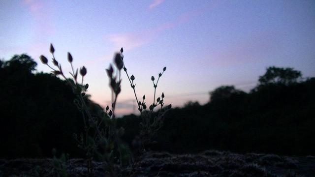 silhouette off wild plants growing out of coping stones of a wall at dusk
