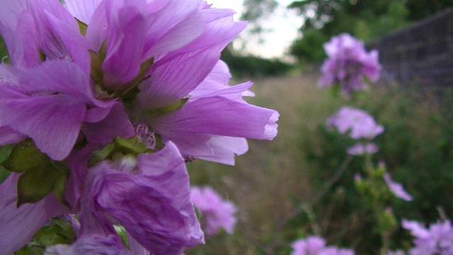 a pink wild flower i could not ID. it is like a ball of petals. can't remember what the rest of it looked like.