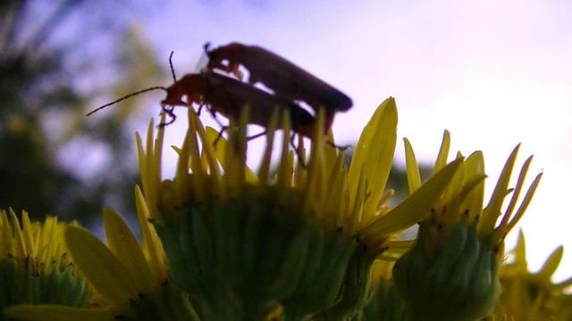 a couple of beetles pairing on ragwort. beetles are a bit blurry mind! not long before sunset so the sky is a bit purple