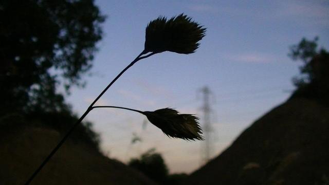 silhouette of grass in front of an electricity pylon, late evening, like a couple of hours ago. oh and there used to be an early victorian railway bridge in the gap that you can't see because your reading this, but anyway, they fucking demolished it. wtf.