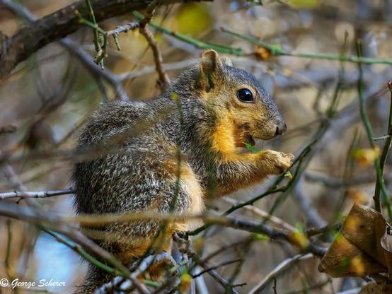 Close-up of a squirrel, sitting on its hind legs, surrounded by the mostly bare  branches of a tree.  The squirrel is holding a tiny green leaf or shoot in its forepaws.
